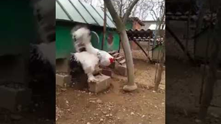 How Many Chicken McNuggets Are in the Big Chicken?
